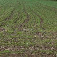 Dabas csendes részén építési telek eladó.