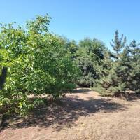 Dabas, CSALÁDI HÁZ parkosított kerttel!