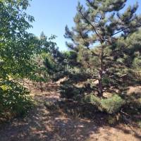 Dabas, CSALÁDI HÁZ parkosított kerttel!