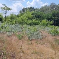 Lajosmizse, 1085 nm-es zárt kerti telek eladó