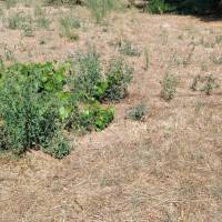 Pilisen eladó 580 nm-es telek  ingatlan adatlap