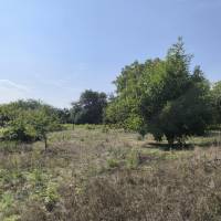 Albertirsa kedvelt zártkerti részén 1052 nm telek eladó!