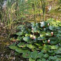 Pilis zártkertjében két  szoba ,amerikai konyhás nappalis ház vált eladóvá