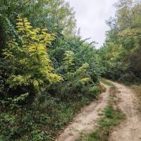 6.4  hektár vegyes erdő eladó DABAS!