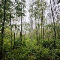 6.4  hektár vegyes erdő eladó DABAS!