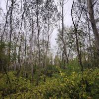 6.4  hektár vegyes erdő eladó DABAS!