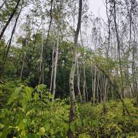 6.4  hektár vegyes erdő eladó DABAS!