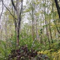 6.4  hektár vegyes erdő eladó DABAS!