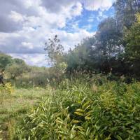 Pici telek eladó DABAS!