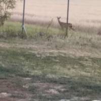 Dabas központjához közel felújított tanya eladó.  ingatlan adatlap